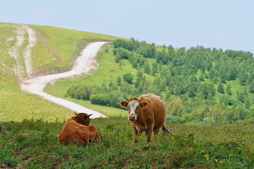 黑龙江牛群遭遇神秘咬伤事件，满地血迹待解