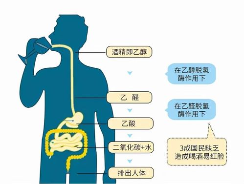 喝酒脸红的人易患两种癌？一文揭秘背后的健康风险