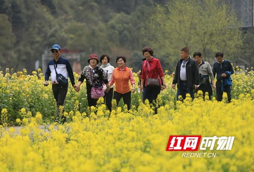 张家界景区，韩国游客的聚集地